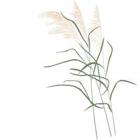 roseaux secs. le kapush marécageux se balance dans le vent. fleur séchée. fleurs abstraites d'herbe sèche, herbes. illustration vectorielle stock isolée sur fond blanc. vecteur