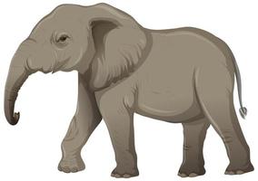 éléphant adulte sans ivoire en style cartoon sur fond blanc vecteur