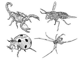 ensemble de croquis et d'insectes dessinés à la main et d'insectes scorpion abeille coccinelle et araignée vecteur