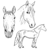 ensemble de croquis et élément de cheval dessiné à la main vecteur