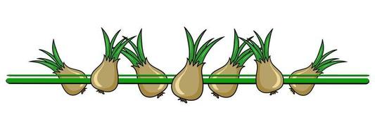 bordure horizontale, bord, légumes mûrs, oignon doré, illustration vectorielle en style cartoon sur fond blanc vecteur