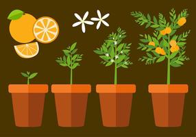 Clementine Plant Free Vector