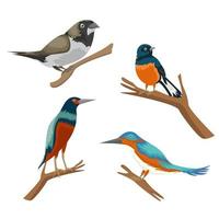 divers types d'illustration de dessin animé d'oiseau. pie, oiseau de rivière et moineau assis sur une branche d'arbre isolée sur fond blanc. vecteur