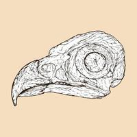 illustration vectorielle tête de crâne de balbuzard pêcheur vecteur