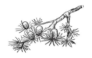 illustrations de branches dans un style d'encre d'art vecteur