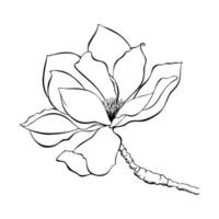 lignes de contour de croquis de fleur de magnolia. vecteur