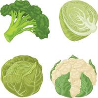 des légumes. un ensemble de légumes tels que le chou, le brocoli et le chou-fleur. produits végétariens vitaminés. produits de la ferme biologique. illustration vectorielle sur fond blanc vecteur