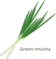 oignons verts. oignons verts frais. le concept d'une alimentation saine.vitamine légume. illustration vectorielle d'un arc vecteur
