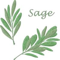 sauge.feuilles de sauge verte. une herbe médicinale épicée pour l'assaisonnement. illustration vectorielle isolée sur fond blanc vecteur