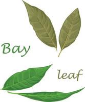 feuille de laurier. feuilles de laurier vert. une plante médicinale parfumée pour l'assaisonnement. illustration vectorielle isolée sur fond blanc vecteur