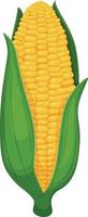maïs. un épi de maïs jaune mûr enveloppé de feuilles vertes. illustration vectorielle isolée sur fond blanc vecteur
