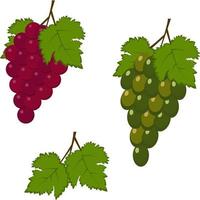 raisins rouges et verts. illustration vectorielle isolée sur fond blanc vecteur