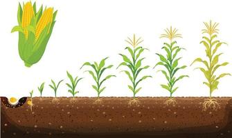 le cycle de croissance du maïs. stades de croissance du maïs illustration vectorielle au design plat. processus de plantation du plant de maïs. la germination des graines, la formation des racines, les pousses avec des feuilles et le stade de la récolte vecteur