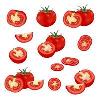 Élément d'illustration de tomate vecteur