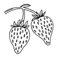 branche dessinée à la main avec deux fraises vecteur