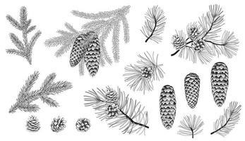 ensemble de branches à feuilles persistantes, pin, sapin, épinette conifères. illustration de décorations florales de noël isolées sur fond blanc. style de dessin rétro vecteur