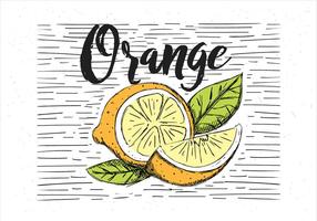 Vector Free Drawn Orange Illustration