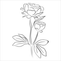 une illustration avec une fleur de pivoine isolée sur fond blanc. illustration vectorielle. silhouette noire. illustration vectorielle réaliste d'une pivoine. illustration vectorielle dessinée à la main vecteur