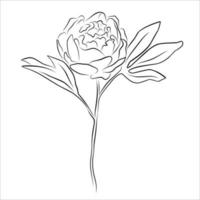 une illustration avec une fleur de pivoine isolée sur fond blanc. illustration vectorielle. silhouette noire. illustration vectorielle réaliste d'une pivoine. illustration vectorielle dessinée à la main vecteur