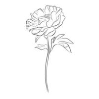une illustration avec une fleur de pivoine isolée sur fond blanc. illustration vectorielle. silhouette noire. illustration vectorielle réaliste d'une pivoine. illustration vectorielle dessinée à la main vecteur