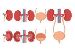 Ensemble d'icônes vectorielles d'urologie vecteur