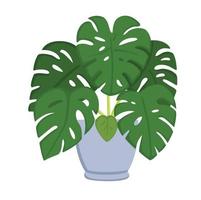 maison plante monstera illustration vecteur clipart