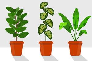 plantes de chambre de style plat en pots, illustration vectorielle. dieffenbachia, ficus. vecteur