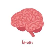 cerveau humain. organe interne, anatomie. illustration d'icône plate vectorielle isolée sur fond blanc. vecteur
