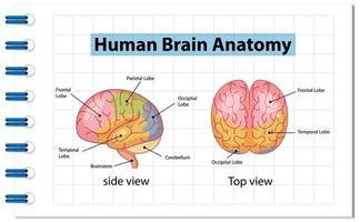 affiche d'information du diagramme du cerveau humain vecteur