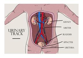 Urologie, organe, partie, croquis, vecteur, Illustration vecteur