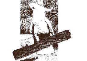 Vecteur lithographie oiseau perroquet