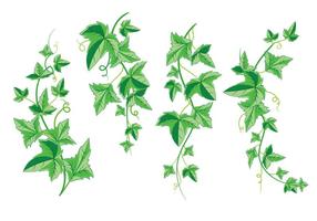 Bouquet de lierre avec des feuilles vertes isolées sur fond blanc vecteur