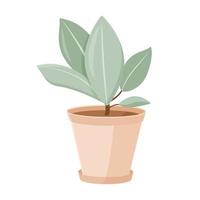 illustration vectorielle isolée sur fond blanc. plante d'intérieur de dessin animé dans un pot en argile. ficus en croissance. élément de conception vecteur