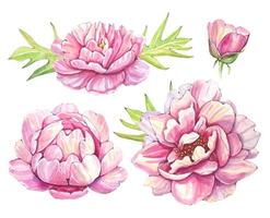 bourgeons de pivoine rose dessinés à la main. aquarelle vecteur