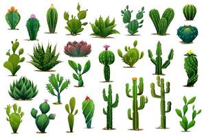 plantes de cactus succulentes épineuses de dessin animé, fleurs vecteur