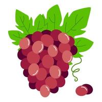 grappe de raisin rouge. illustration vectorielle de raisins mûrs avec des feuilles. vecteur