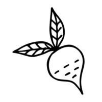 Doodle de betterave mignon isolé sur fond blanc. illustration vectorielle de légumes dessinés à la main. bon pour le menu, l'étiquette, le paquet de légumes et le livre de coloriage pour enfants. vecteur