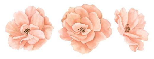 roses dessinées à la main à l'aquarelle dans des couleurs pastel rose-pêche. dessin de fleurs délicates sur fond isolé. illustration florale pour cartes de voeux ou invitations de mariage. croquis botanique vecteur