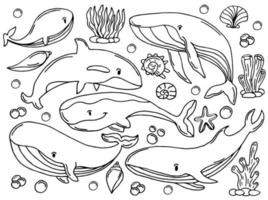 ensemble de croquis de couleur de baleines. grande collection de différentes baleines et dauphins dessinés à la main dans un style de gravure. illustration zoologique des mammifères marins vecteur