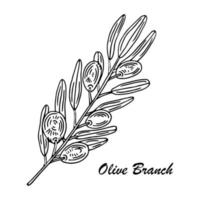 branche d'olivier. Élément d'illustration d'olives isolées vecteur