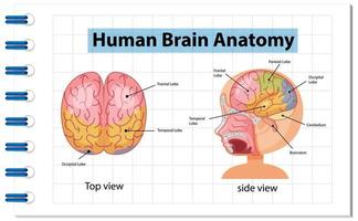 affiche d'information du diagramme du cerveau humain vecteur