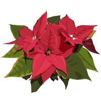 fleur de poinsettia. vecteur réaliste illustration isolée sur fond blanc pour saluer la carte de noël ou l'arrière-plan