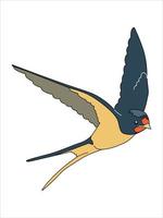 hirondelles volantes. un oiseau en vol. illustration vectorielle isolée sur fond blanc. vecteur