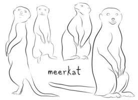 vecteur d'illustration de contour défini suricate