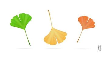 ensemble de feuilles de ginkgo biloba 3d réaliste et détaillé. vecteur