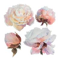 aquarelle de pivoines, illustration botanique de style vintage, peut être utilisée comme carte de voeux, carte d'invitation pour mariage, anniversaire et autres vacances. vecteur