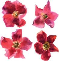 ensemble d'éléments, roses roses, rose de chien, aquarelle d'illustration botanique vecteur