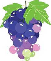 vecteur de raisins frais savoureux violet doux