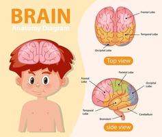 affiche d'information du diagramme du cerveau humain vecteur