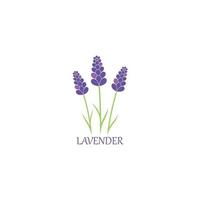 lavande floral aromatique logo vecteur icône illustration